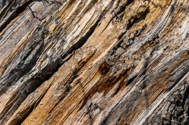 Doğal ahşap doku deseninin çatlaklar. Çapraz önden görünüm.