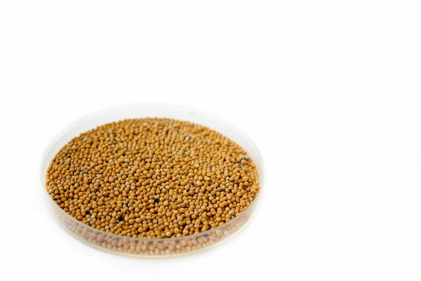 Herbs Seasonings Dried Whole Mustard Seeds Transparent Dish Isolated White — Stock Photo, Image