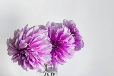 Vazoda üç pembe Dahlia sonbahar çiçek kapatın. Kopya boş alanı ile fotoğraf.