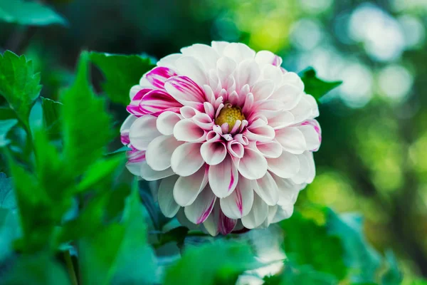 の緑の背景に白とピンクの花弁を持つ単一のダリアの花 ピンぼけ効果の写真 — ストック写真