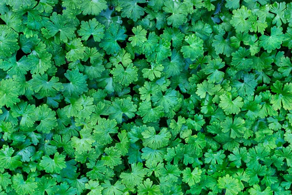 Lush foliage. Gardening element. Even carpet of green wet leaves.