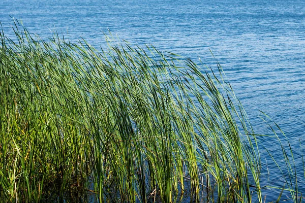 Blue water in a pond with ripples and growing green grass. Summer scene.