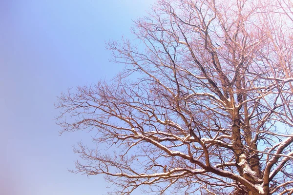 Duże Drzewo Dąb Nagie Gałęzie Pokryte Śniegiem Tle Niebieskiego Nieba — Zdjęcie stockowe