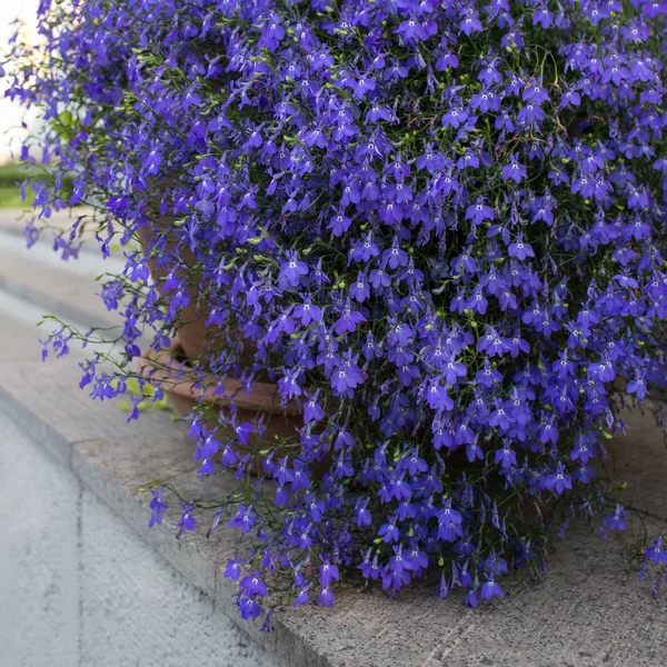 Small Blue Lobelia Garden Flowers Pot — Stock Photo, Image