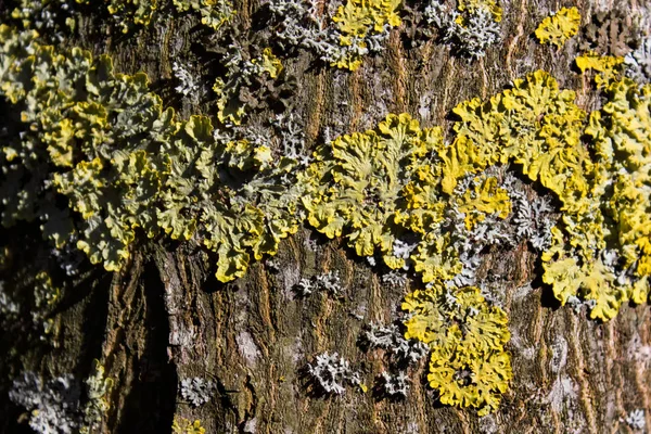 Textura em árvore — Fotografia de Stock