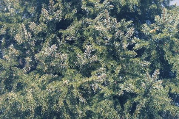 Tinted background with pine trees — Stock Photo, Image