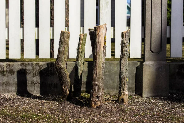 Äste von Bäumen beschnitten — Stockfoto