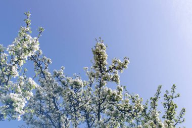 Çiçekli elma ağacı.