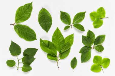 Çeşitli şekiller yeşil yaprakların toplama ayarlayın