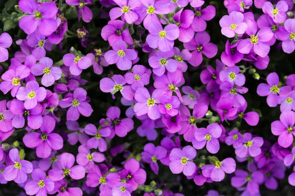 Aubrieta Groundcover — Zdjęcie stockowe