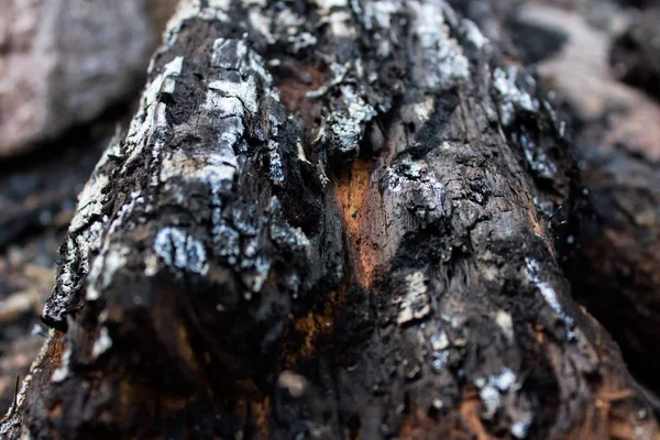 Textura do tronco de madeira — Fotografia de Stock