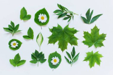 Beyaz ba akçaağaç şakayık orman bitki yaprakları ve papatyalar ile ayarlayın