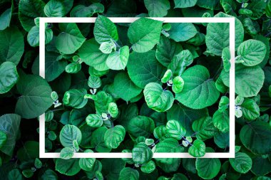 Yeşillik yaprakları gizli beyaz geometrik şekil