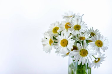 Kopya alanı ile beyaz arka planda cam vazo papatyalar