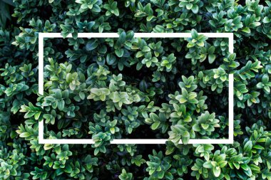 Çalılarda dikdörtgen geometrik kare şekiller