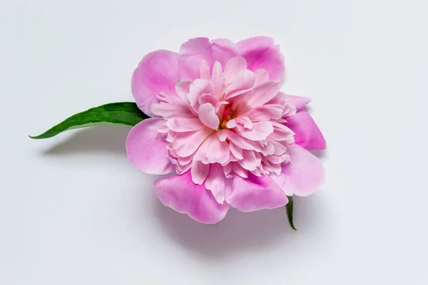 Flor de peonía rosa aislada con pétalos esponjosos —  Fotos de Stock