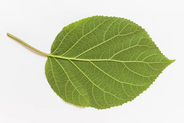 Close up of large wild leaf — Stock Photo, Image