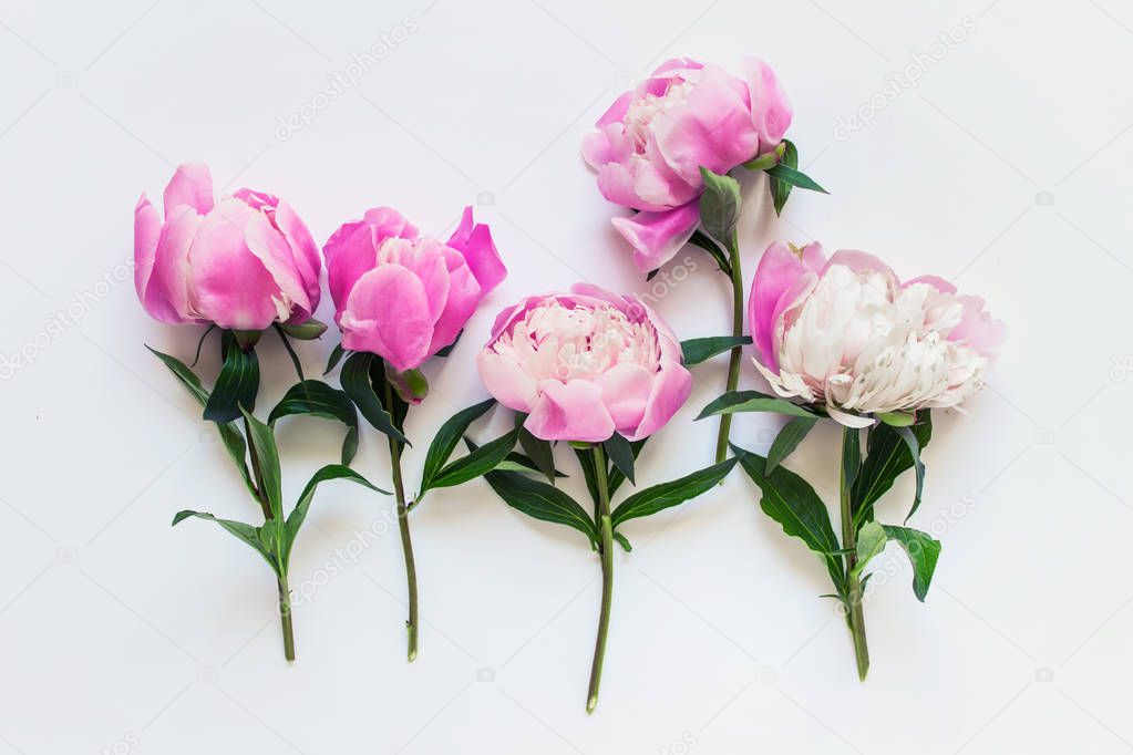 Five messy peony flowers on white background