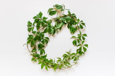 Beyaz arka planda dairesel şarap tesisi dalı