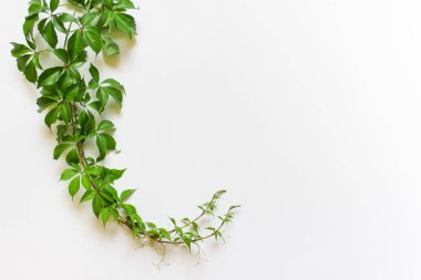 Kopya boş alan ile beyaz arka plan üzerinde şarap bitki bitki