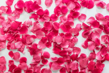 Rastgele düzenlenmiş çay güllerinden yapılan desen