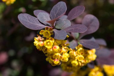 Koyu arka planda sarı çiçekler ile Bahçe bitki