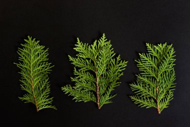 Thuja bahçe bitkisinin üç şubesi