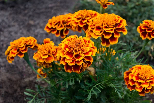 Banca de flores de calêndula em jardim — Fotografia de Stock