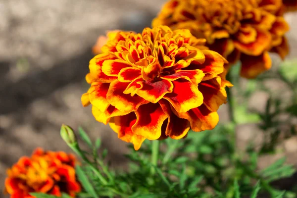 Turuncu tagete Marigold çiçekler — Stok fotoğraf