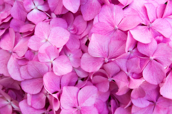 Close up of hydrangea hortensia pink flowers