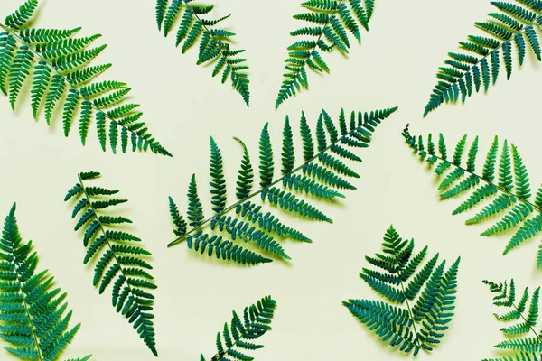 シダの枝の森林植物と平らな横 — ストック写真