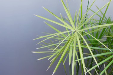 Gri arka planda büyük dikenli tropikal bitki