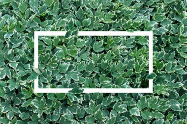 Yemyeşil bitki yaprakları ile beyaz çerçeve