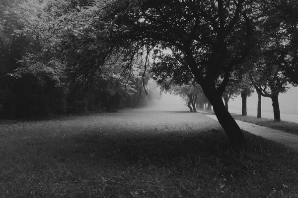 Jardin par un matin brumeux aux couleurs noir et blanc — Photo