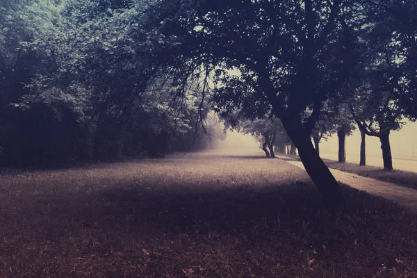 Μυστηριώδης σκηνή με δέντρα στην ομίχλη — Φωτογραφία Αρχείου
