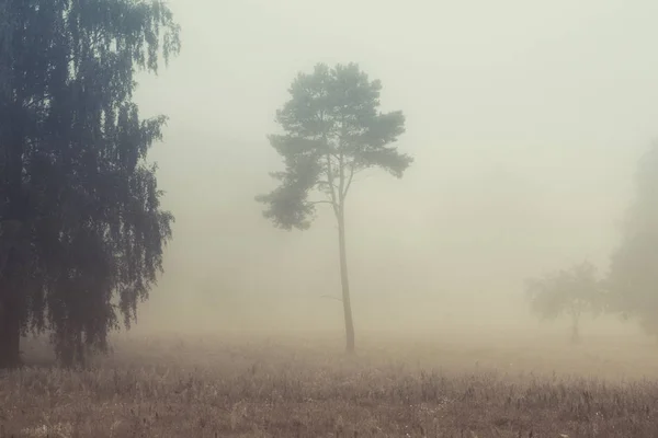 Ομίχλη πρωί σκηνή φύση με τα δέντρα και σέπια αποτέλεσμα — Φωτογραφία Αρχείου