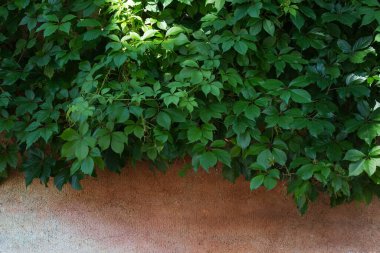 Arkaplanda yabani şarap yaprakları var..