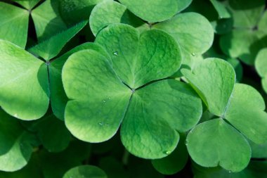 Bir tarlada büyük yeşil yonca yaprağı.