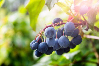 Odaklanamayan bulanık arka planda mavi böğürtlenli bahçe bitkisinin kapatılması.