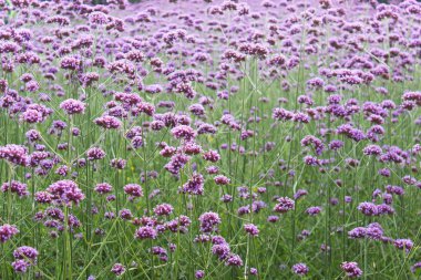 Pembe çiçeklerle dolu bir çayır. Doğal büyüyen çiçek deseni.