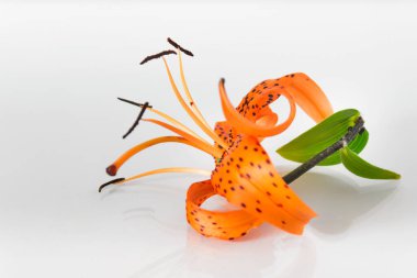 Yan görünüşlü zambak çiçeği, beyaz arka planda turuncu noktalı taç yaprakları ve erkeklik organlarıyla duyuyor..