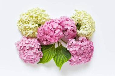 Bouquet made of fluffy pink and white hydrangea flowers heads arranged on white background. clipart