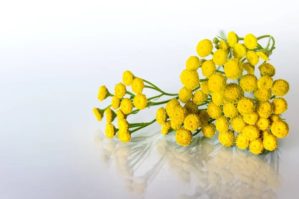 Sarı Tanasetum Tarla Çiçekleri Beyaz Arka Planda Parlak Cam Yüzeyde — Stok fotoğraf