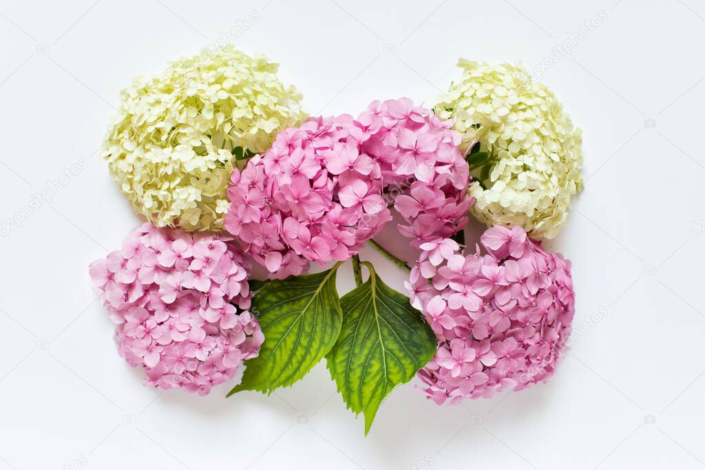 Bouquet made of fluffy pink and white hydrangea flowers heads arranged on white background.