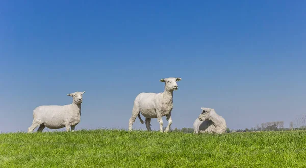 Sheep Grazing Dutch Dike Groningen Netherlands — Stock Photo, Image