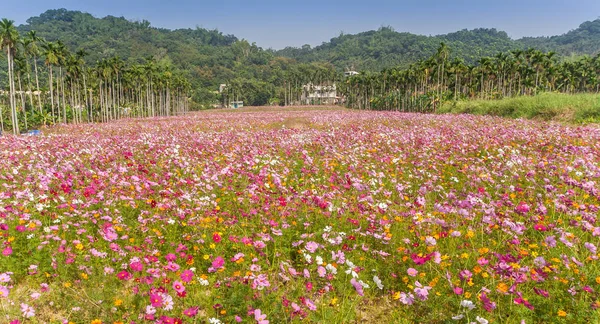 Bidang Bunga Berwarna Dekat Dengan Ershui Taiwan — Stok Foto