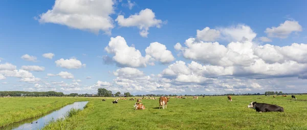 Panorama Dutch Landscape Cows Groningen Netherlands — Stock Photo, Image