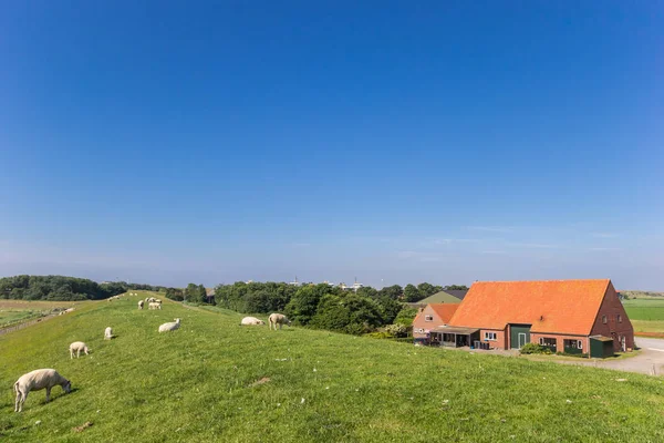 Schapen Een Dijk Texel Eiland Nederland — Stockfoto