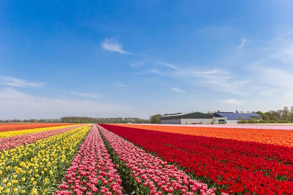 Красочные Тюльпаны Ферма Noordoostpolder Голландия — стоковое фото