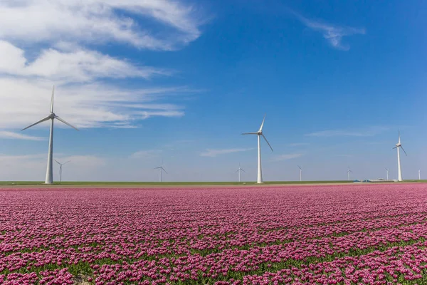 Větrné Turbíny Oblast Růžové Tulipány Noordoostpolder Holandsko — Stock fotografie